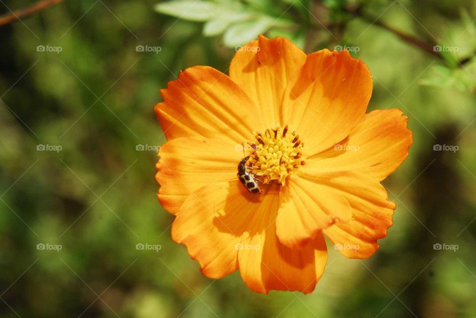 a yellow flower with a lovely bee in the garden