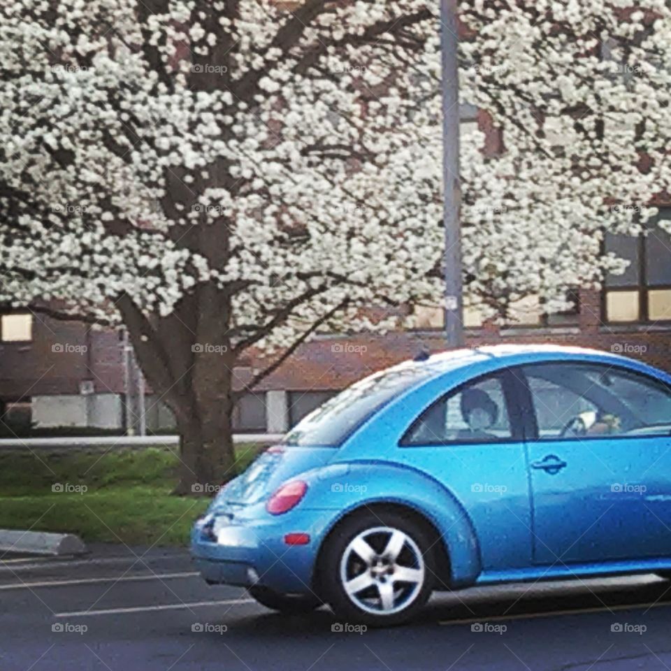 Car, Vehicle, Road, Pavement, Asphalt