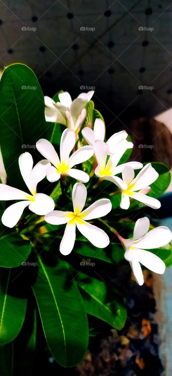 flowers 💮