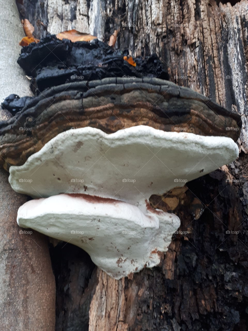 Wood, No Person, Fungus, Bark, Tree