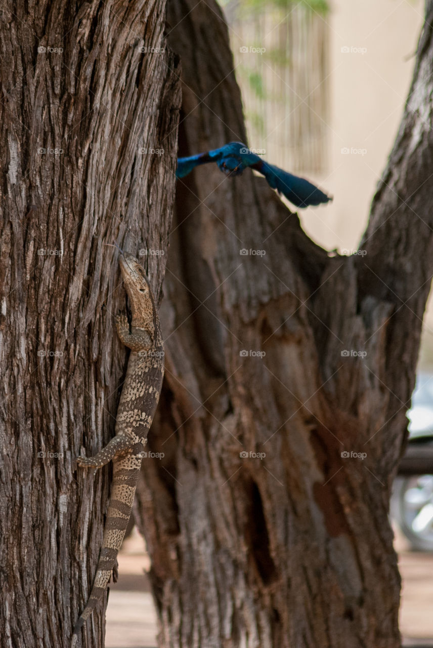 Trees are home to a very big biodiversity. This starling is defending its nest against this monitor lizard in a tree.