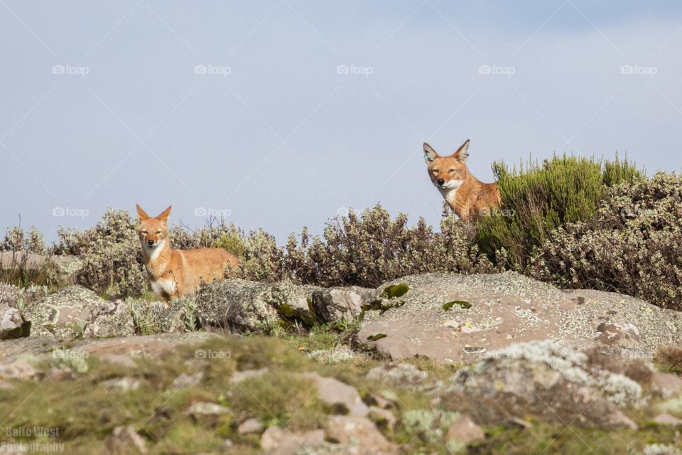 Ethiopian wolf 4