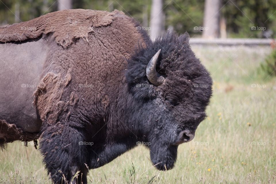Bison