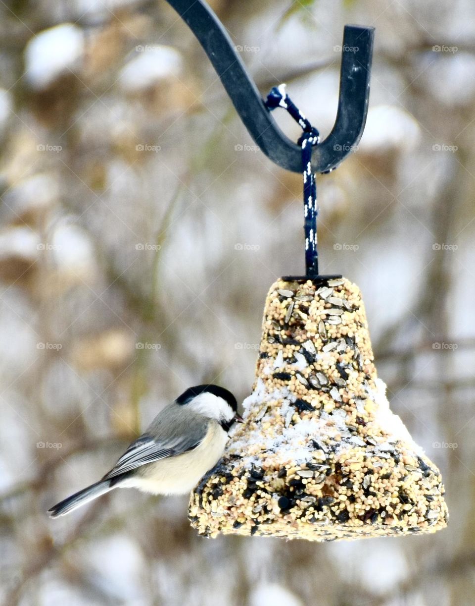 Chickadee eating birdseed from a bird bell