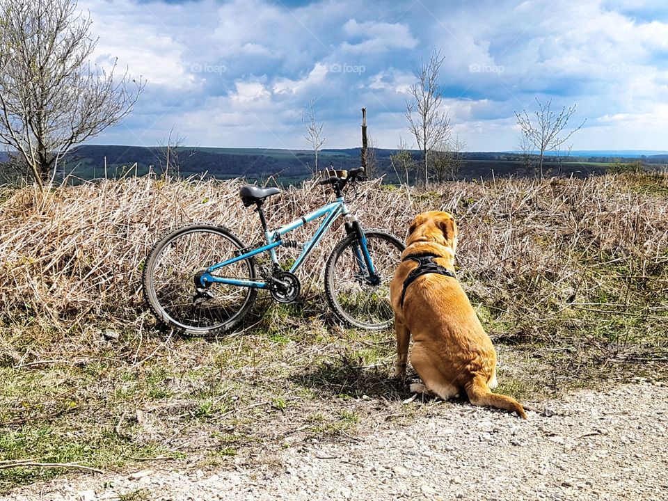 British countryside bike and dog
