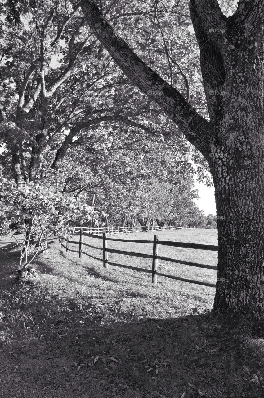 Fence on field