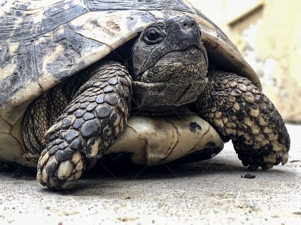 Closeup on turtle 