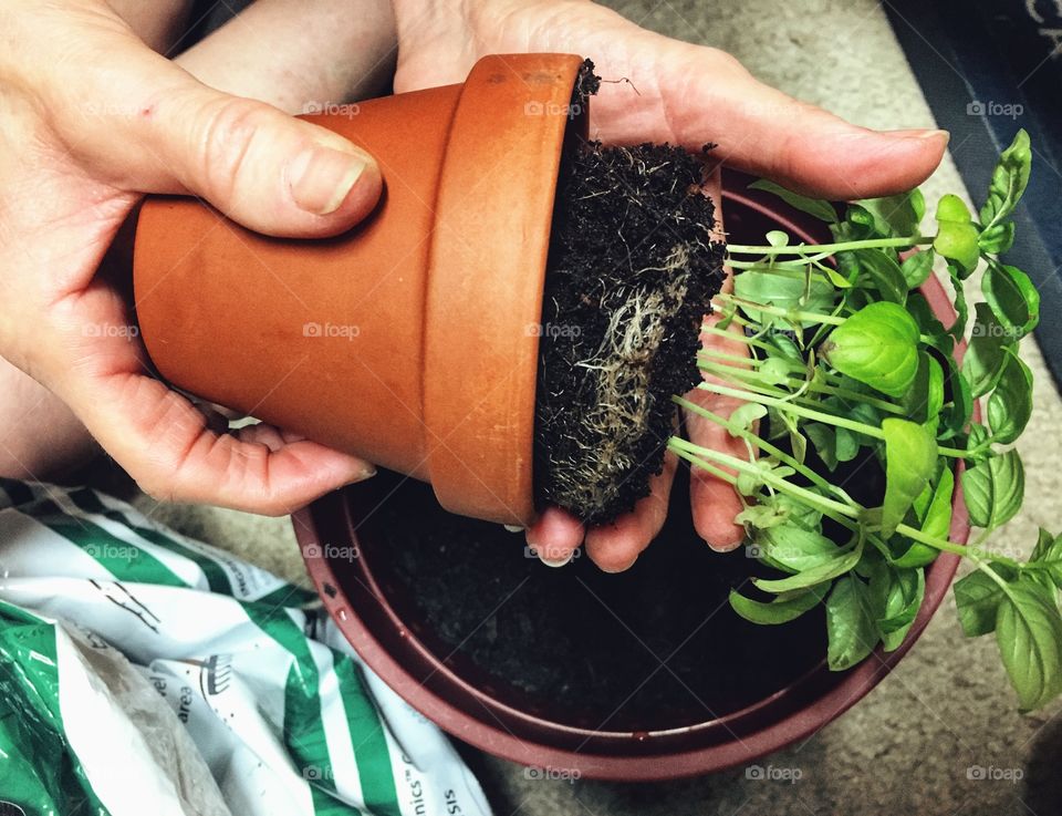 Transplanting to a bigger pot. Those roots nice and strong! 