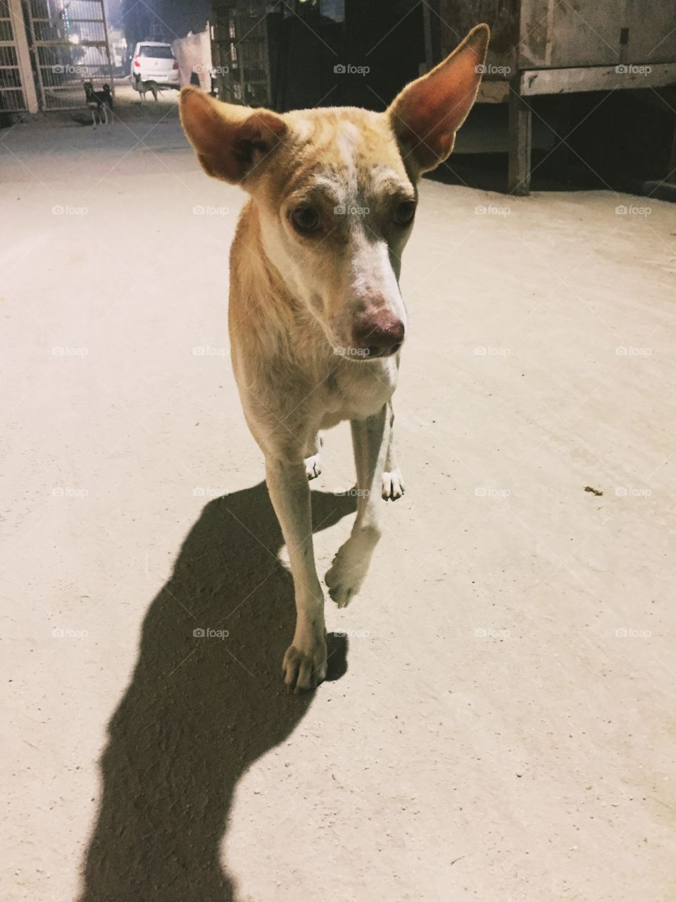 Street Dog in my locality. Was coming towards me to have some food like a Lion. 