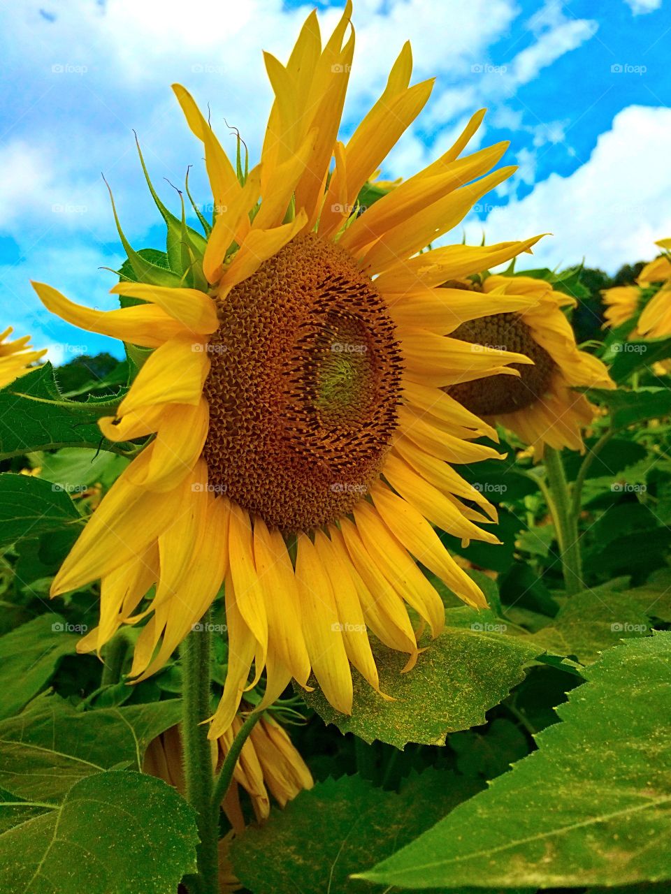 Sunflowers. Buttonwoods Farm