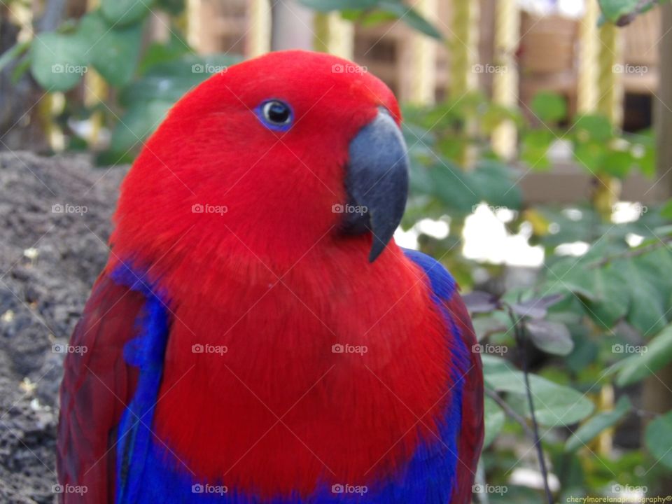 parrot