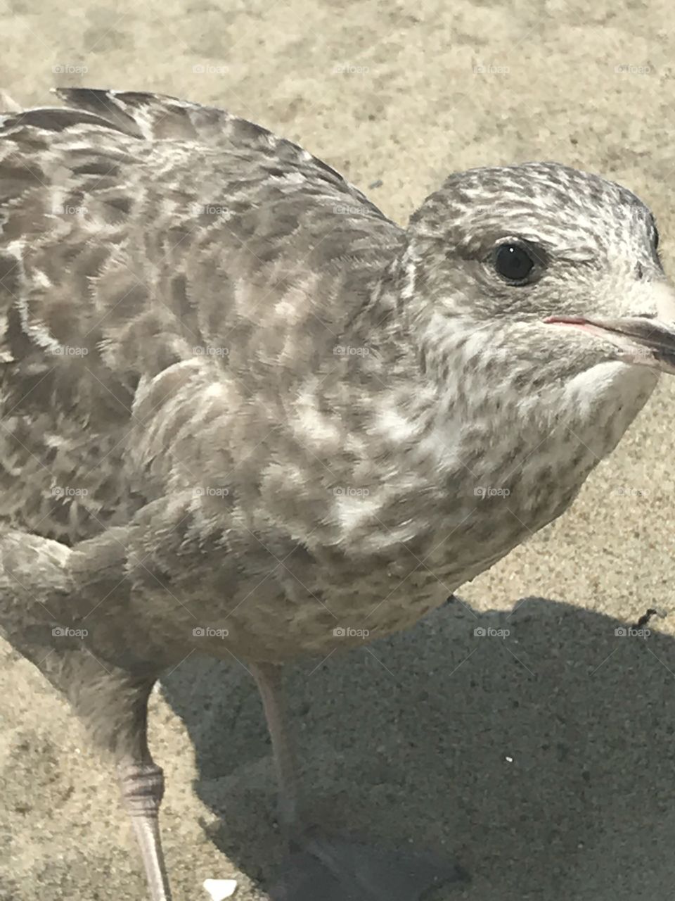 Seagull on Hampton Beach