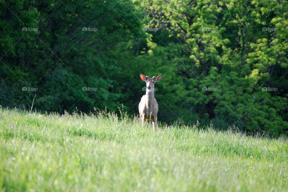 spring nature animals wildlife by wyntersolstice