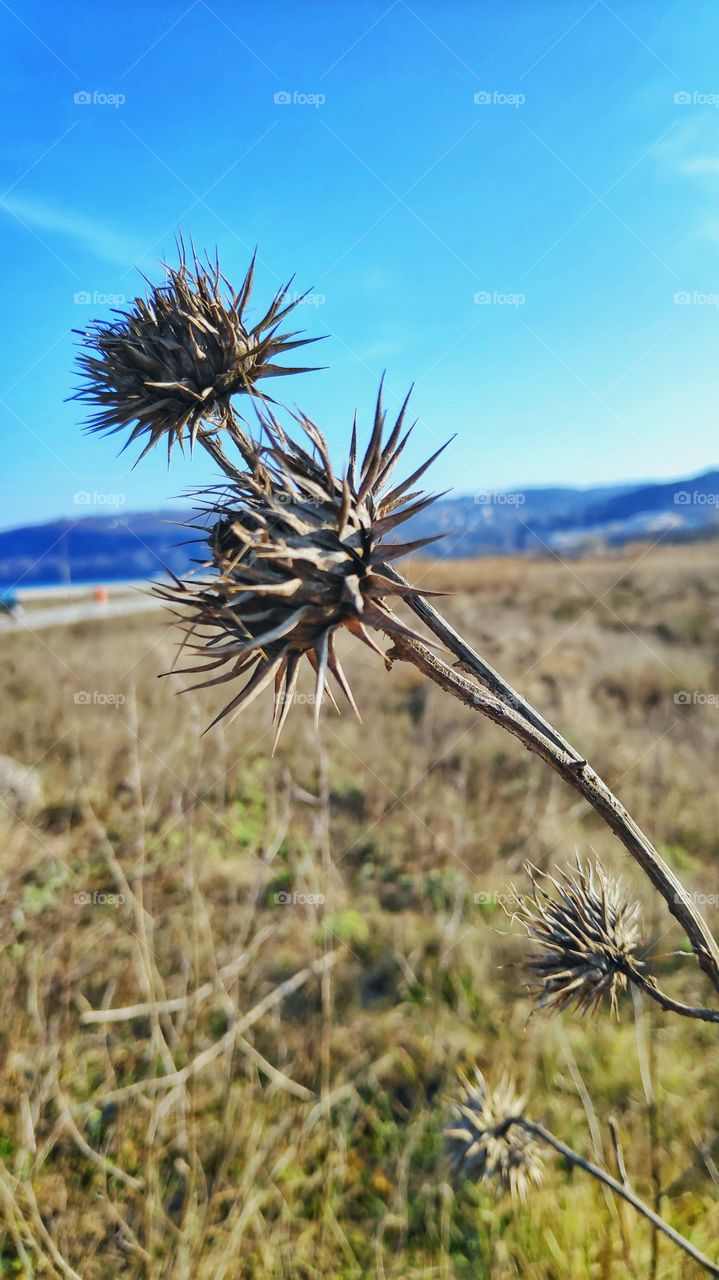Dry flowers