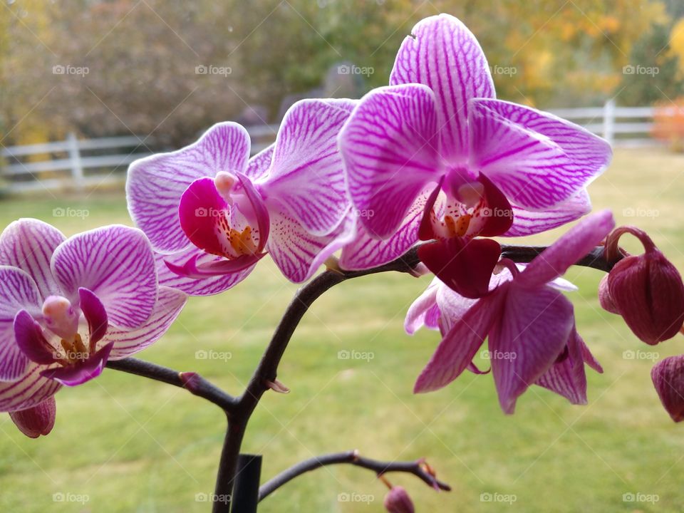 orchid