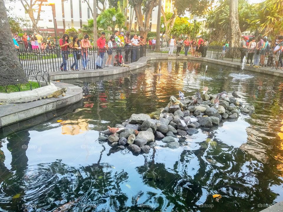 Iguana Park Guayaquil Ecuador