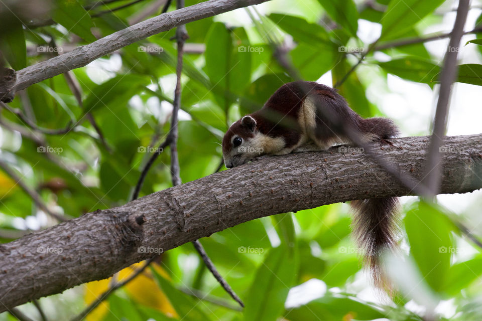 cute squirrel in Thailand