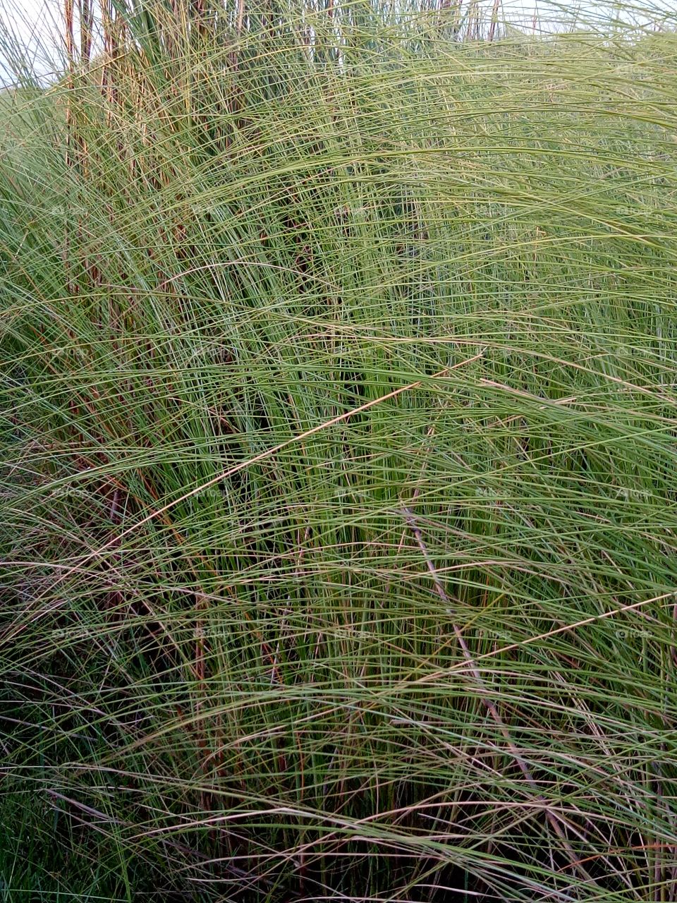 Grass