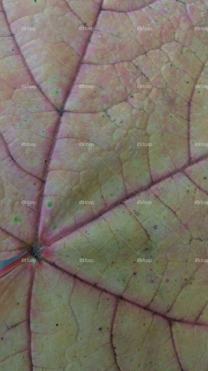 leaf veins. close up of fall leaf
