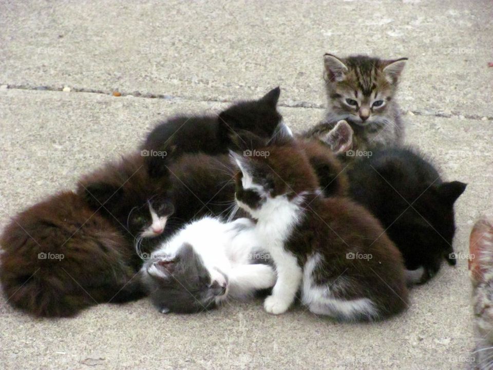 Mass kitten huddle napping