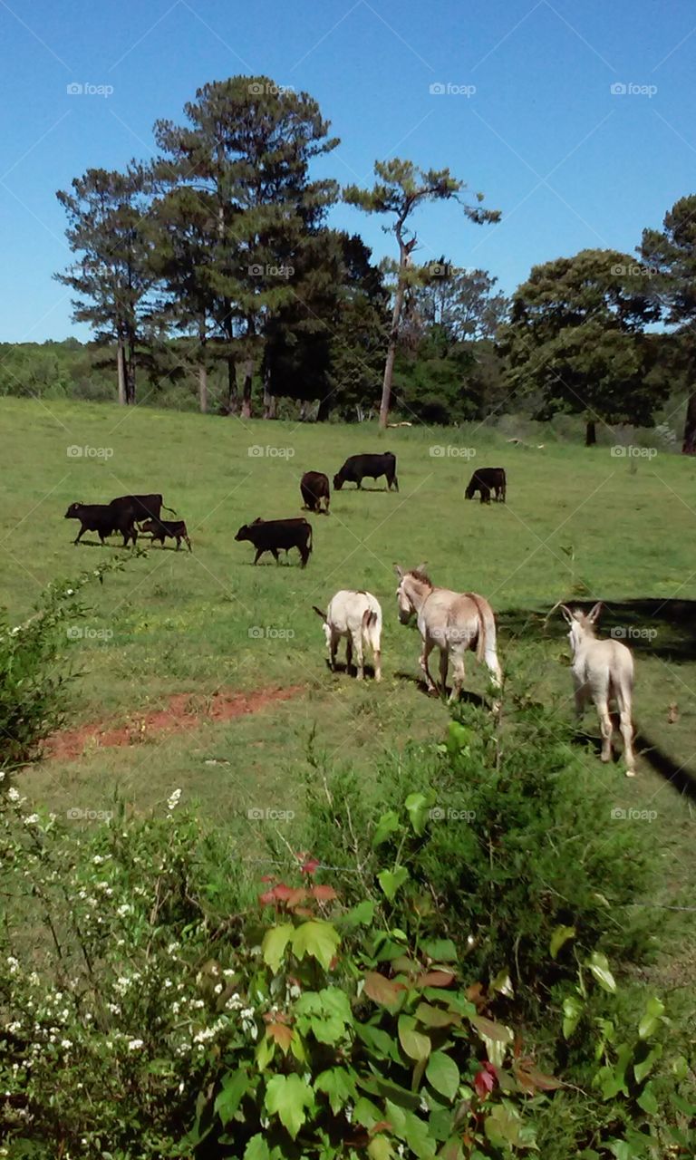 watching over the heard