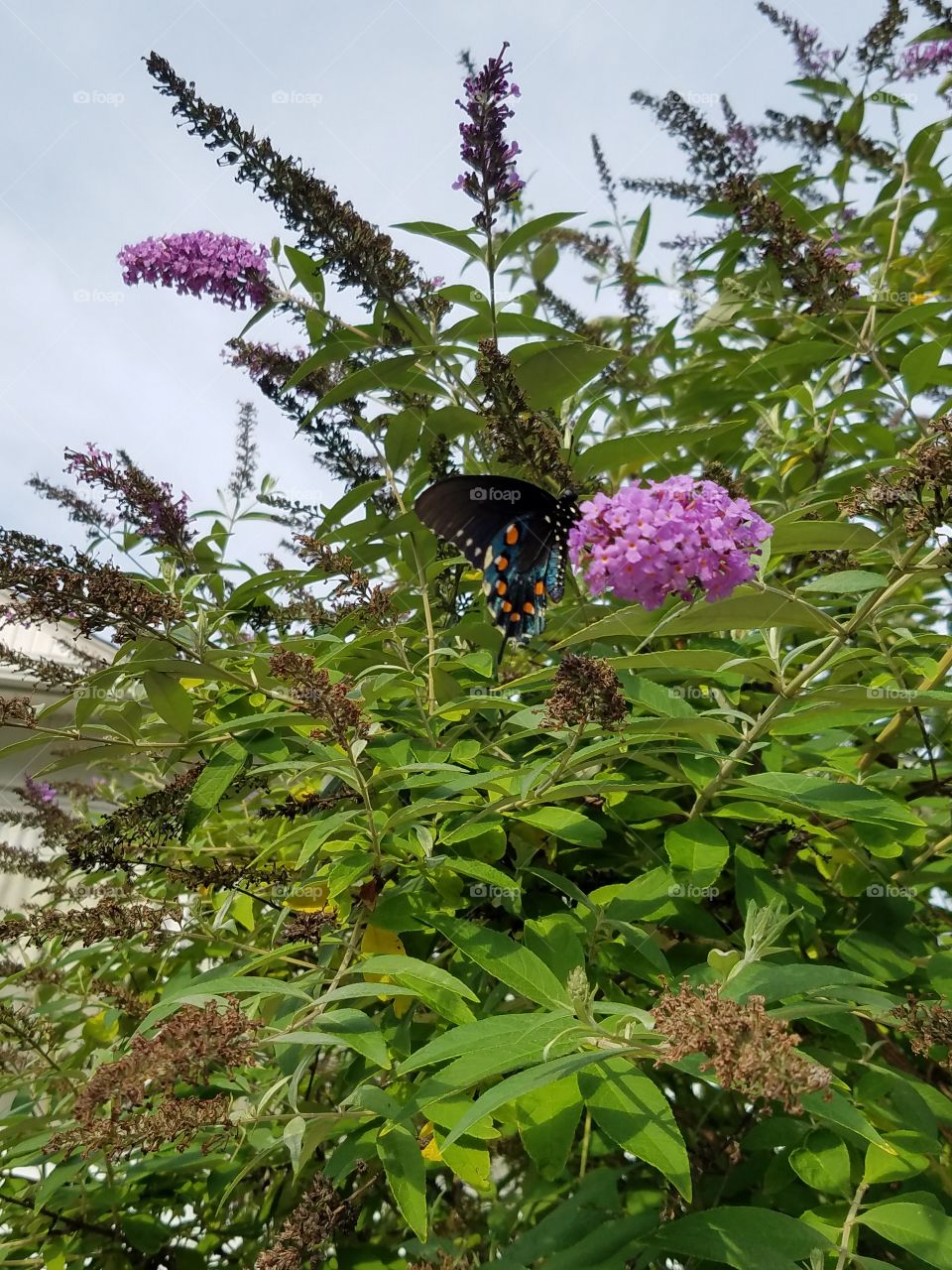 Butterflies fly away