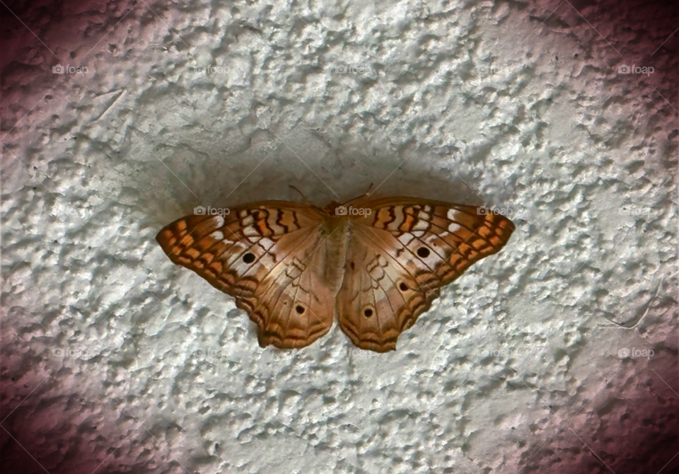 Late summer Moth resting.