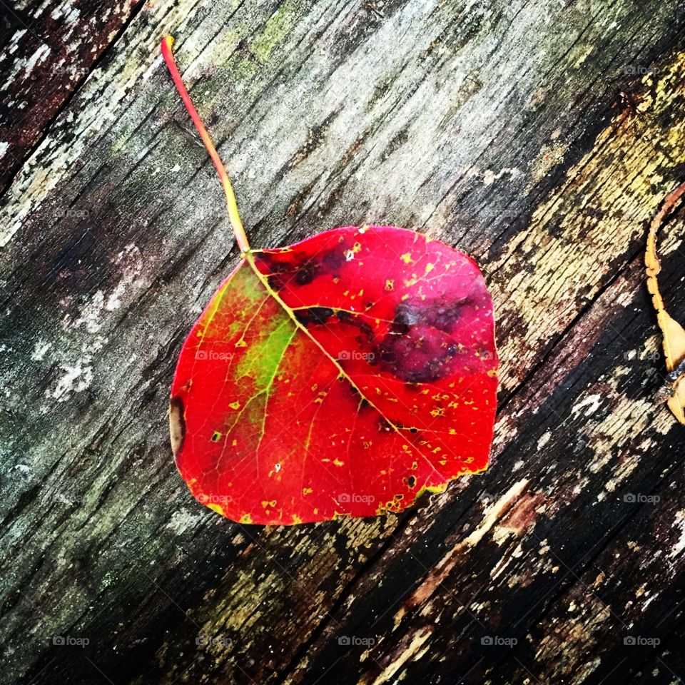 Red leaf