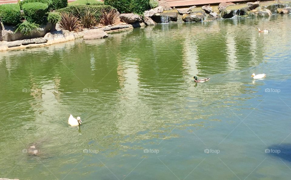 Ducks are always cute, calm, and peaceful. 