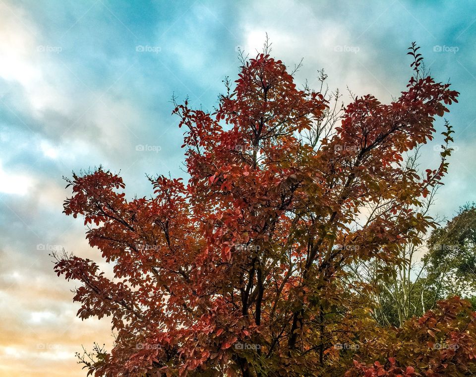 Oak tree and the Autumn sky
