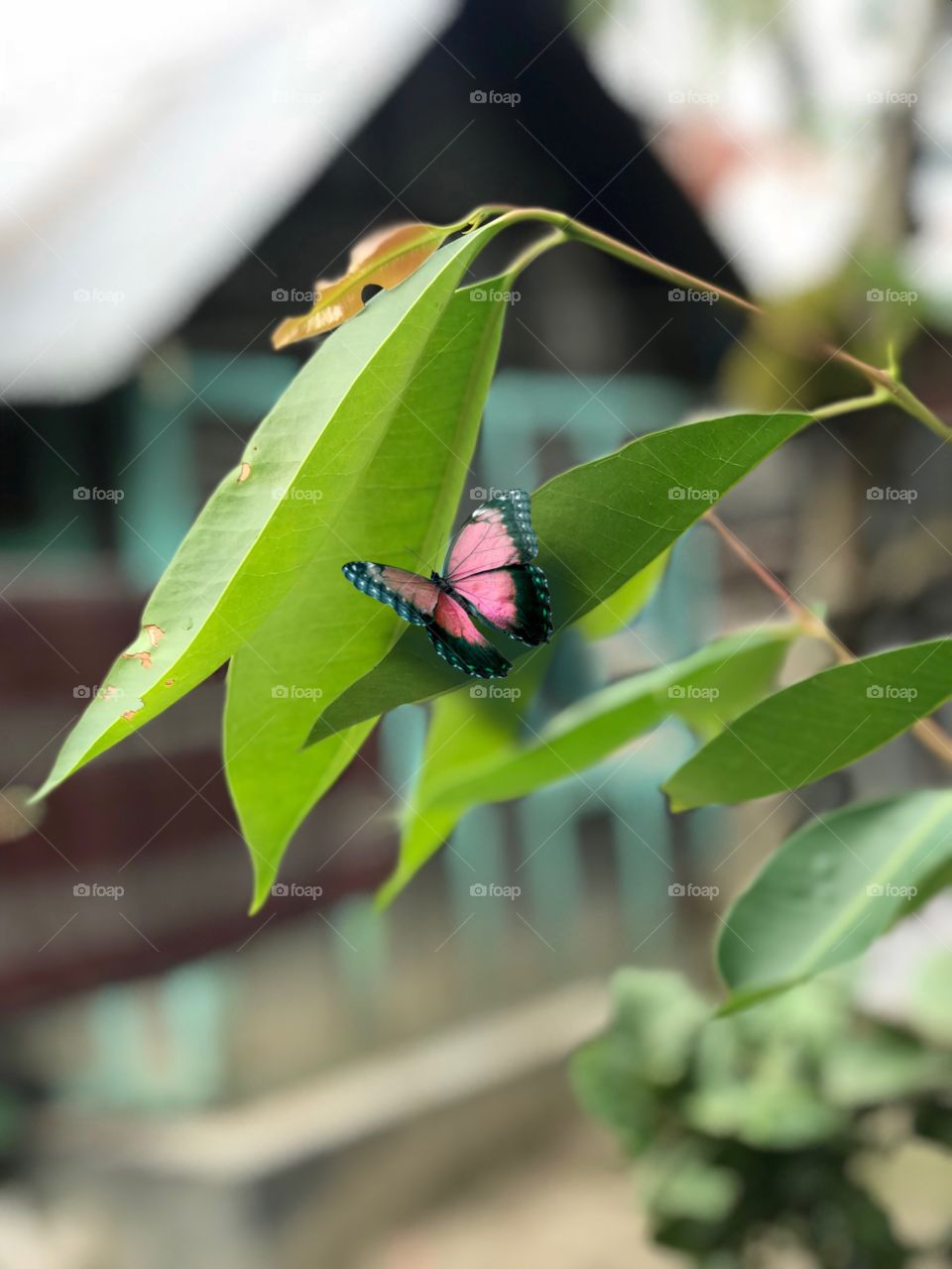 Village nature by blackberry tree branch butterfly sitting on leaf 