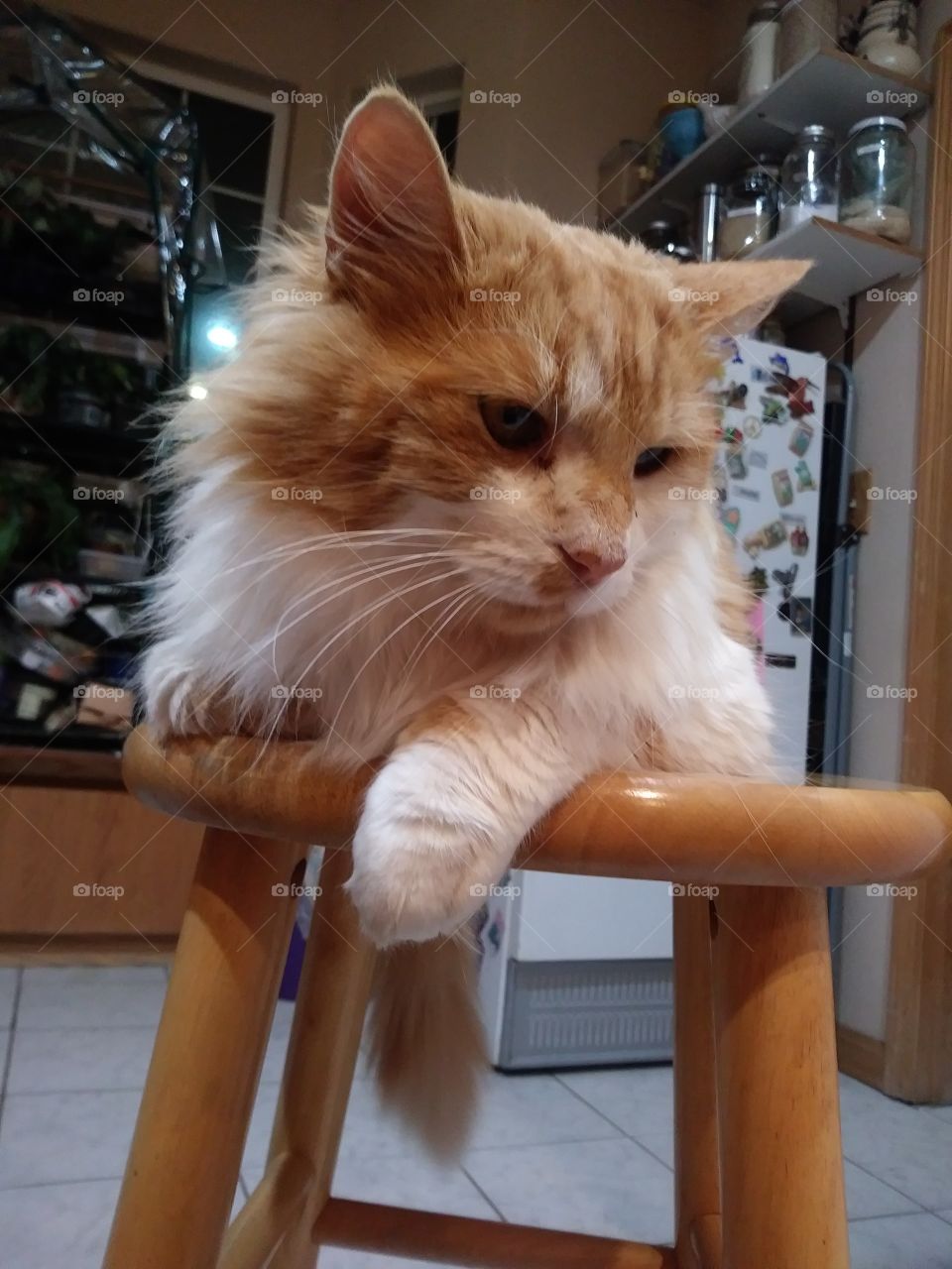 Orange and white cat resting on a stool