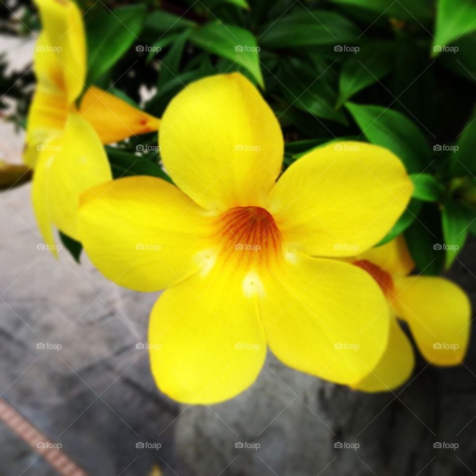 Tropical flower 