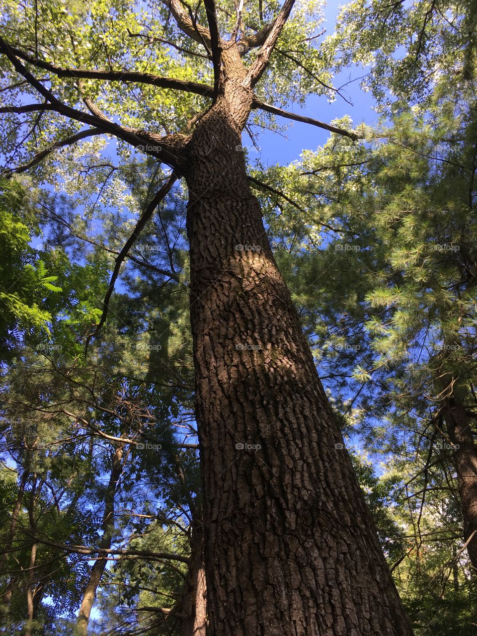 Big tree