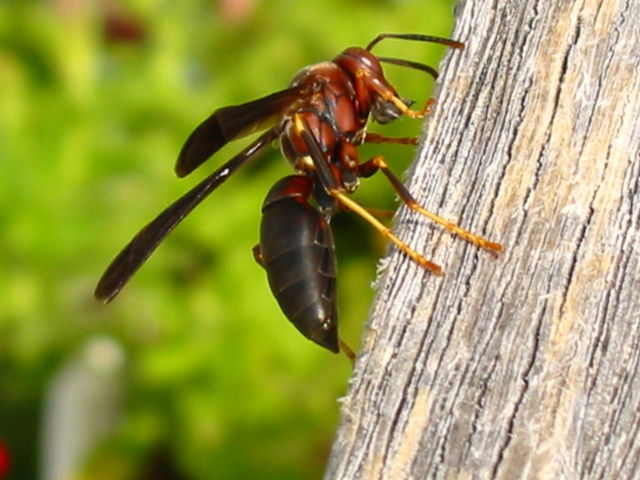 Wasp on wood