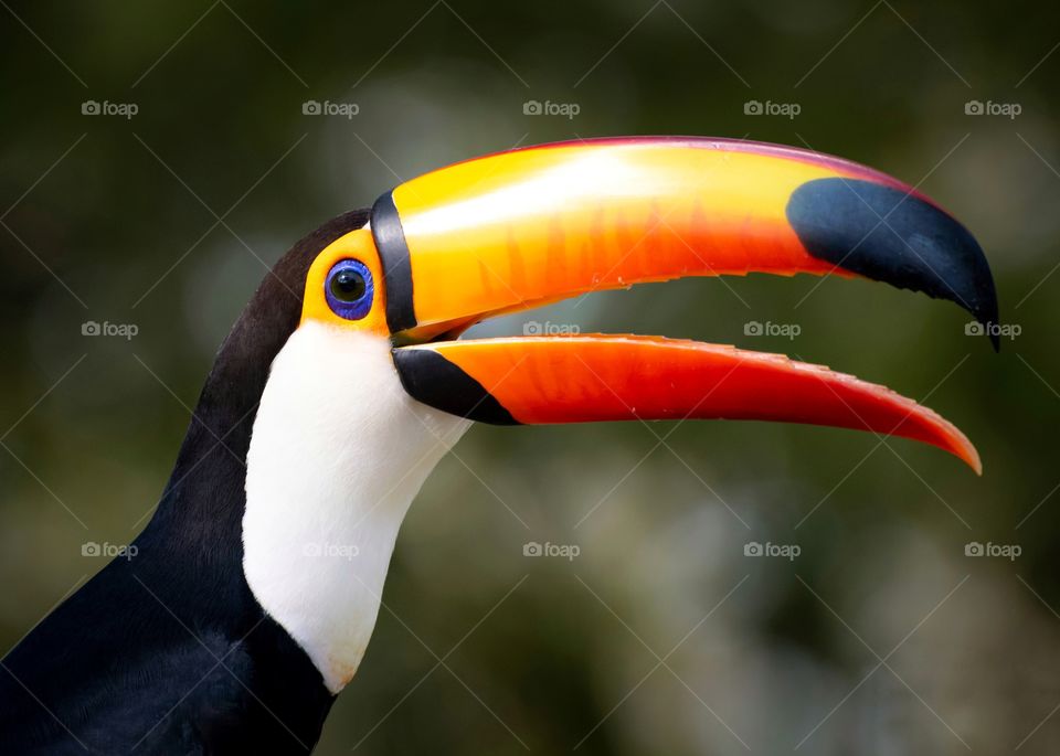 Tucano, ave com enorme bico e se alimenta de frutas, pequenos répteis e filhotes de outras aves, muito comum no Pantanal