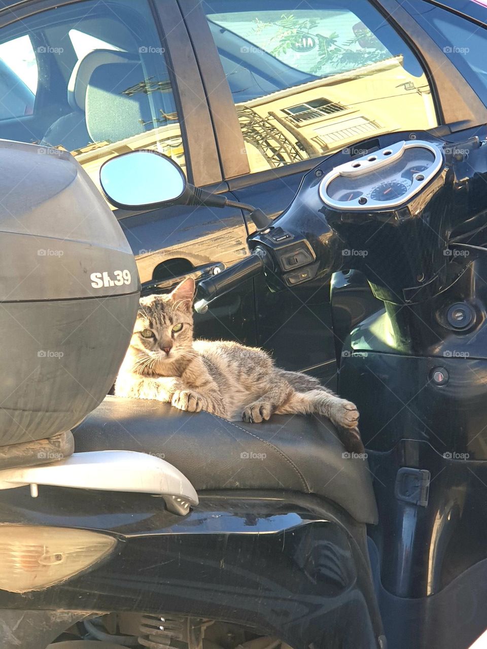 Cat#relax#moto