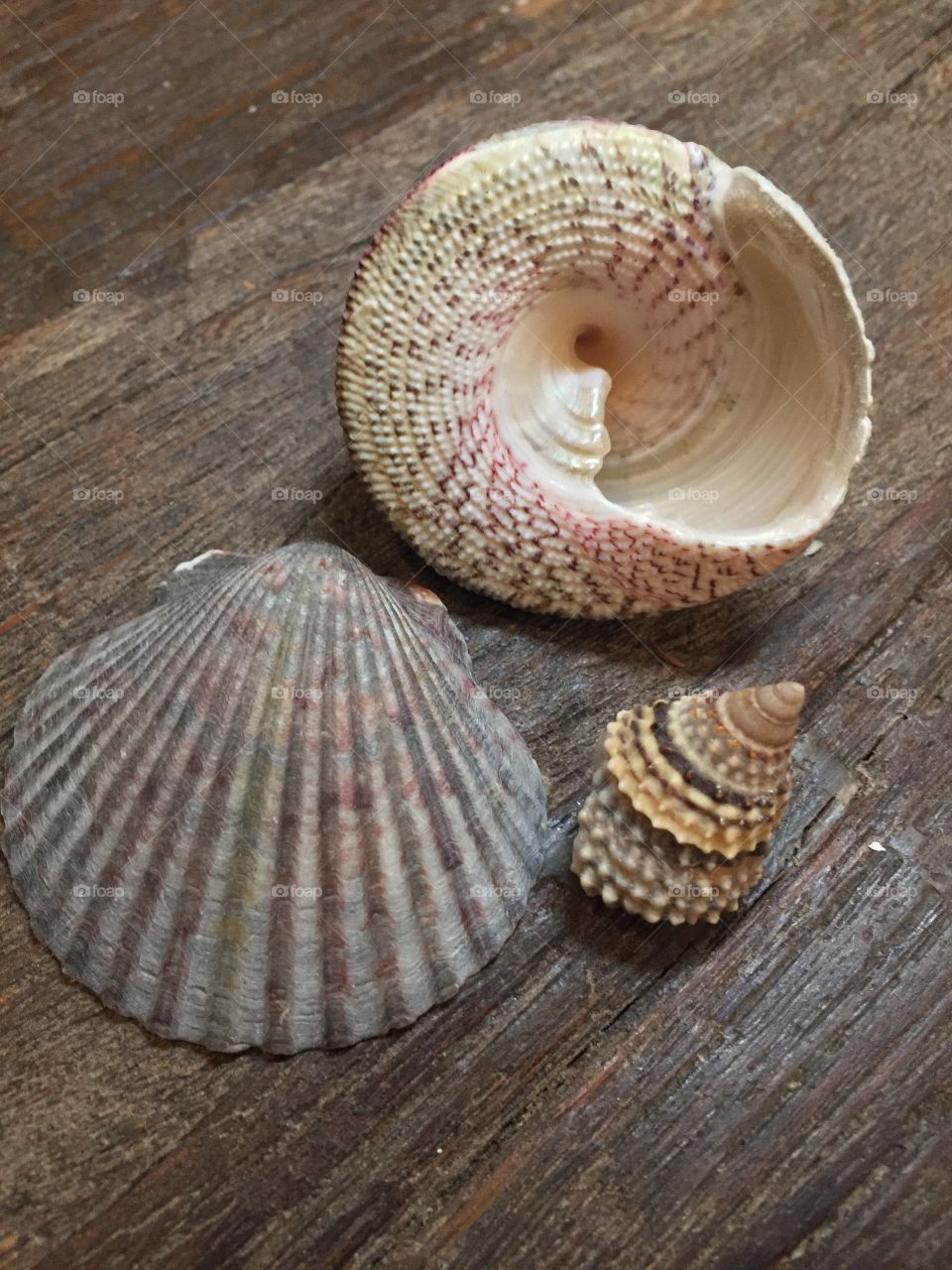 Three tropical shells in pinks, gray and beige tones on dark wood 