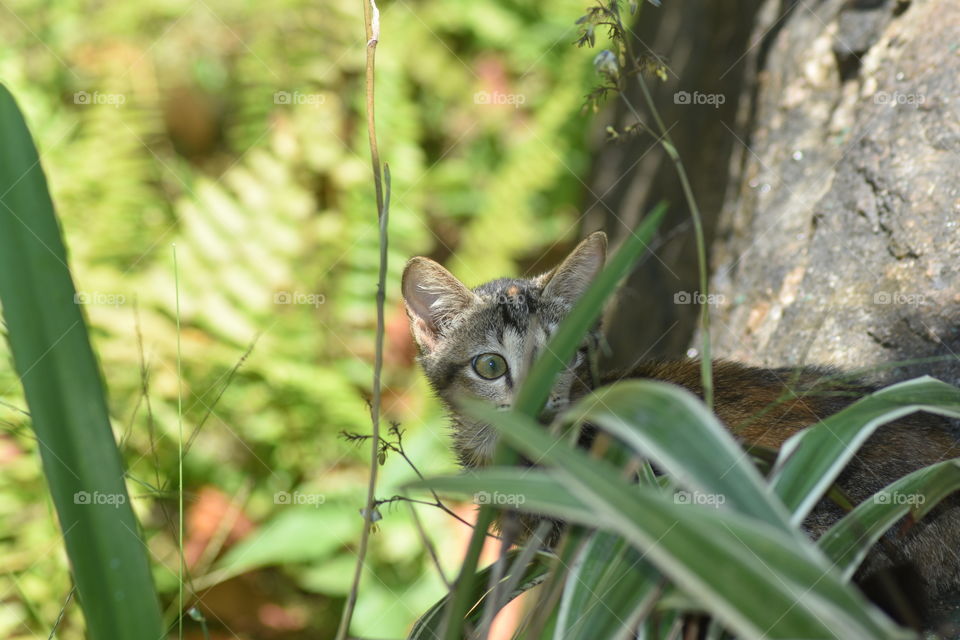 Friend I met 'Mr little Cat'