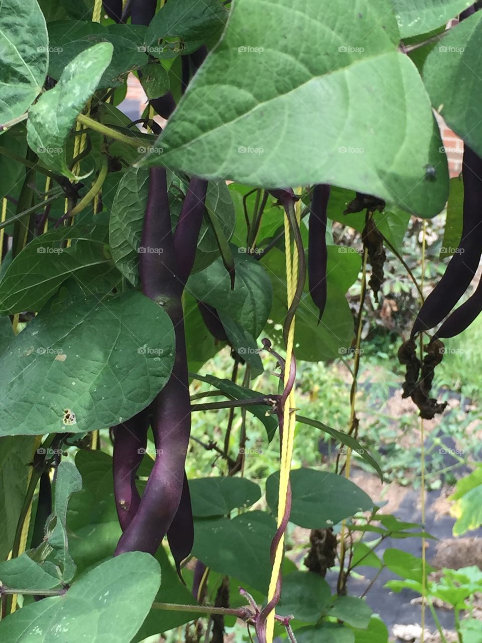 Crazy purple garden green beans