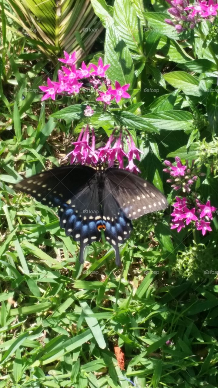 Butterfly on Flowers