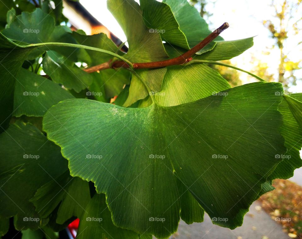 Schmetterling Blatt