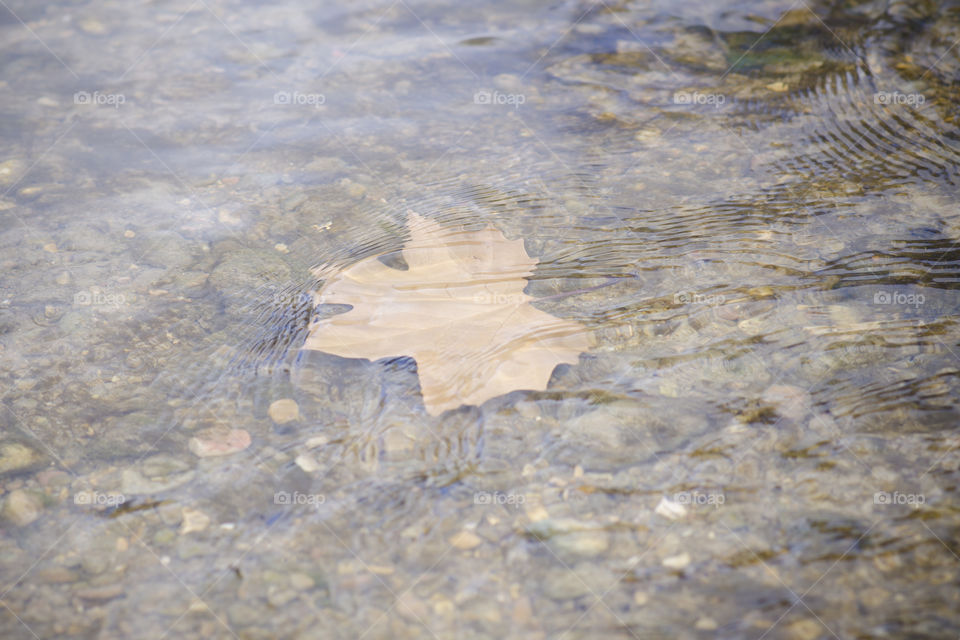 Brown autumn leaf on a river