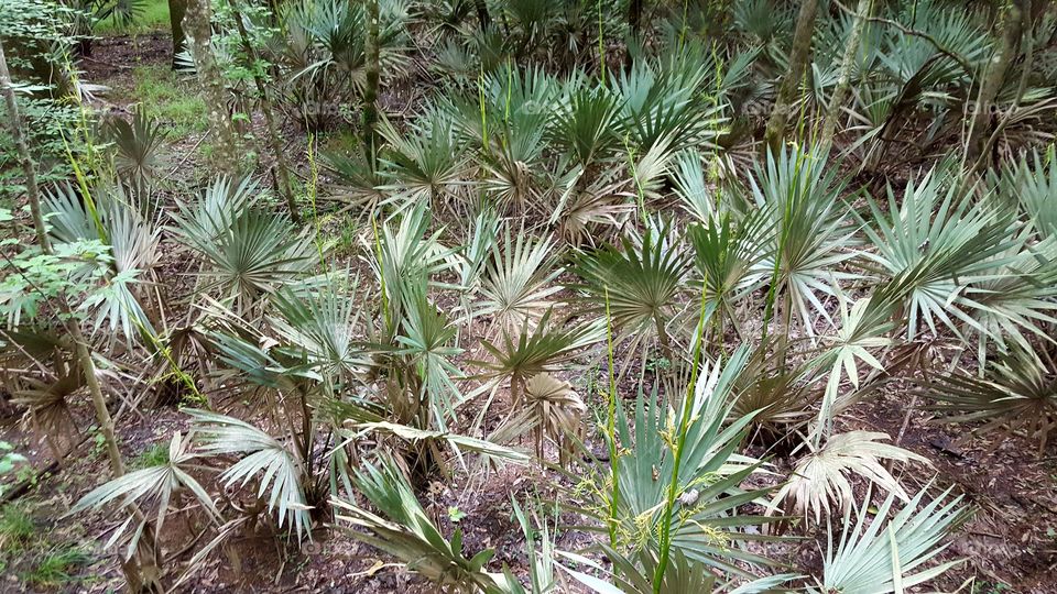 Congaree National Forest Boardwalk- Our state tree growing proudly from the swamp.