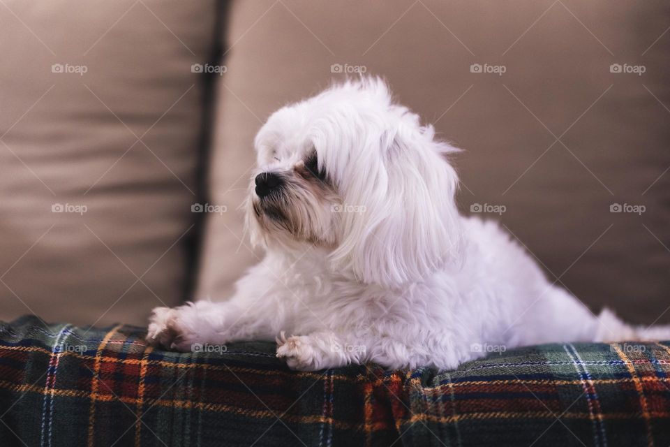 A portrait of a cute white boomer dog lying and resting on a couch on a fluffy blanket in a living room.