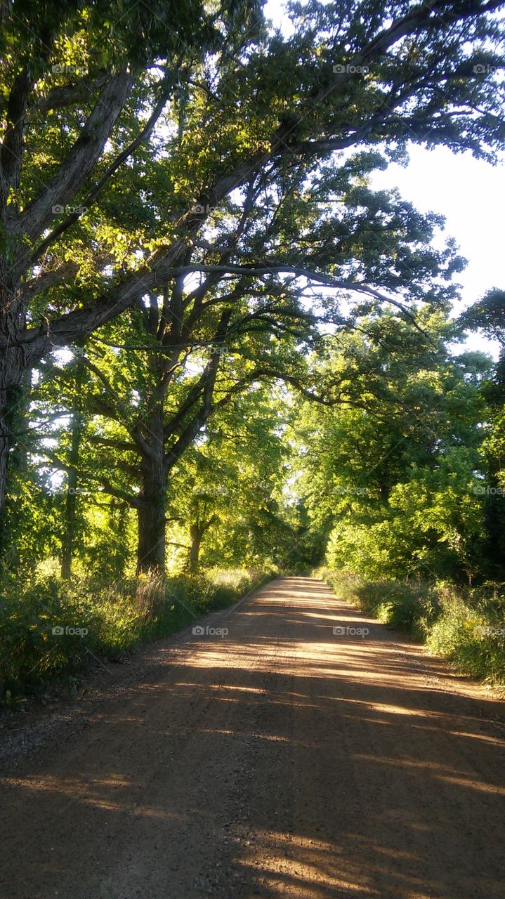 Road, Wood, Tree, Landscape, Guidance