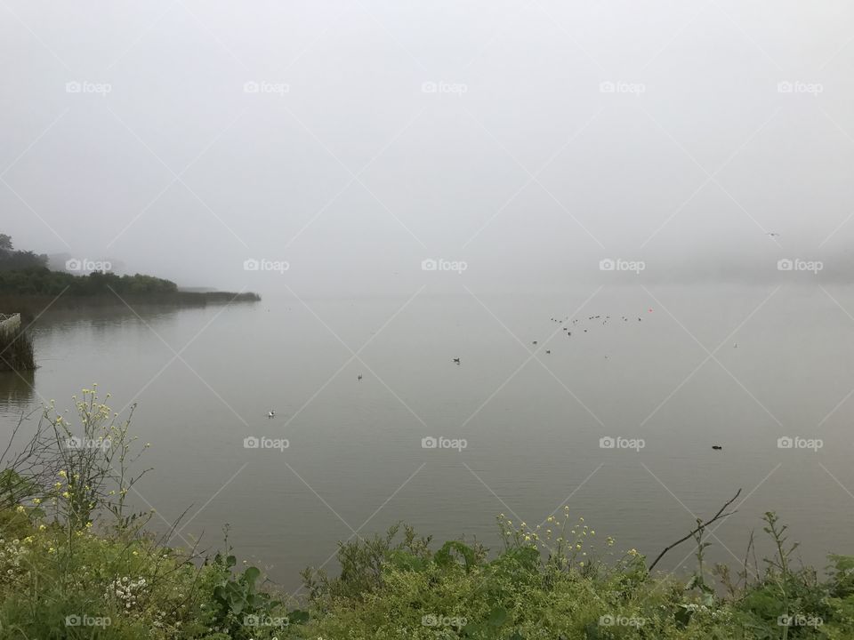 Foggy morning at Lake Merced 