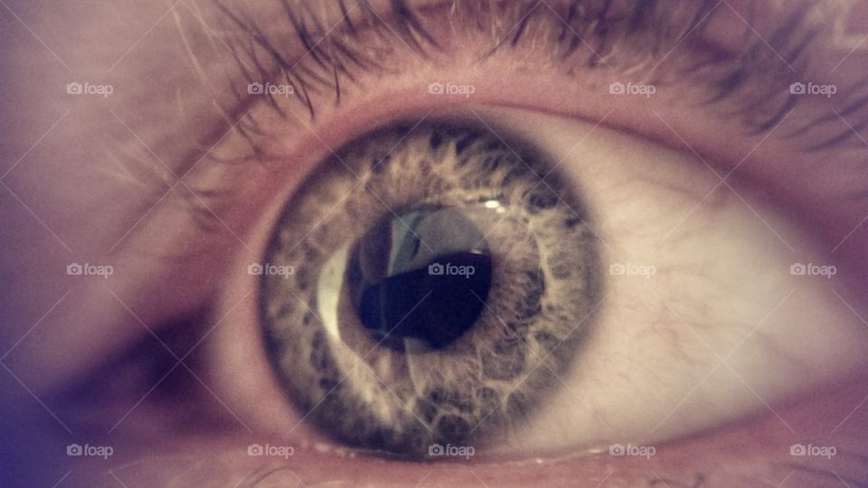 the Human Eye