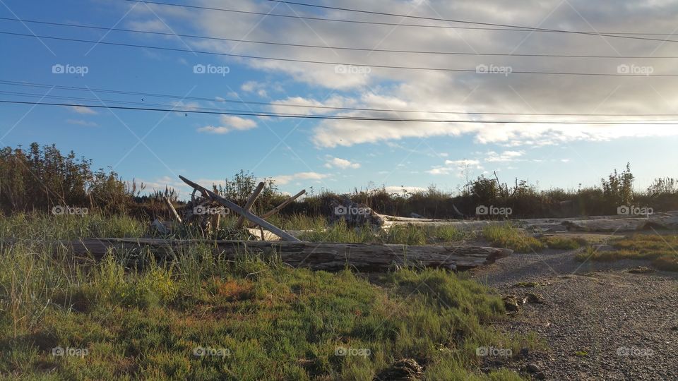 Grassy beach driftwood