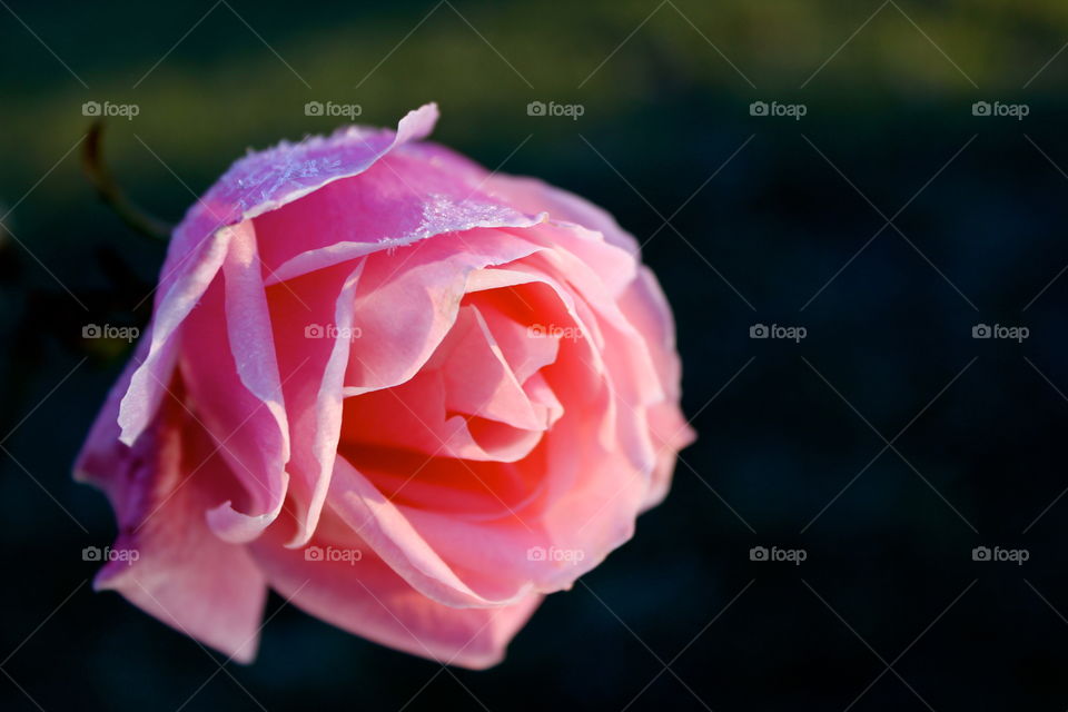 Frost on pink flower